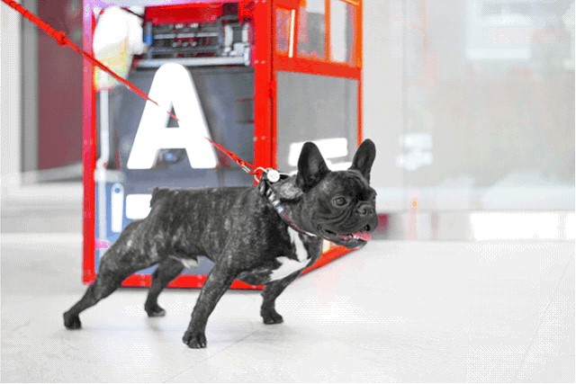 Альфа-Банк открыл первый dog-friendly коворкинг для сотрудников