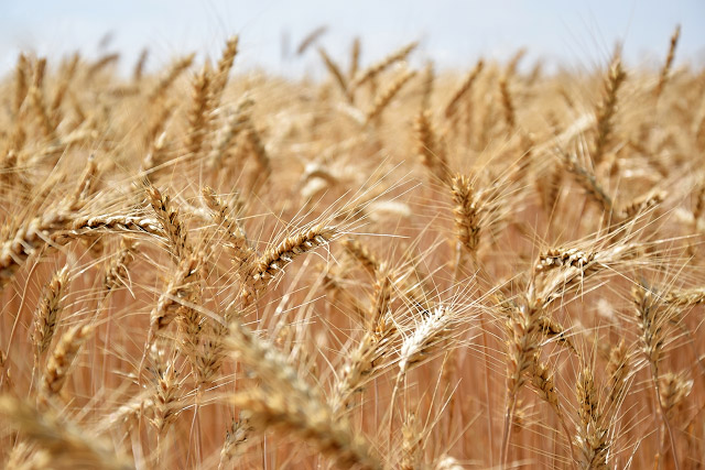 montypeter-fpk-growing-wheat-wind.jpg